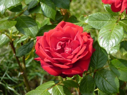 Chinesische Rose (Rosa chinensis)