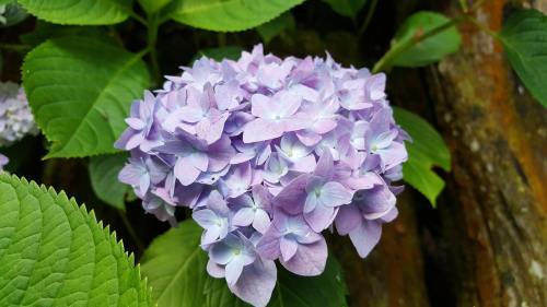 Großblättrige Hortensie (Hydrangea macrophylla)