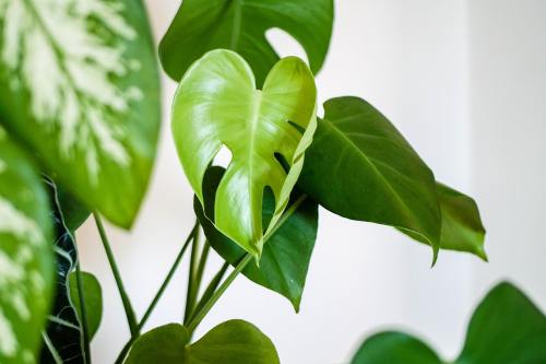 Fensterblatt (Monstera deliciosa)