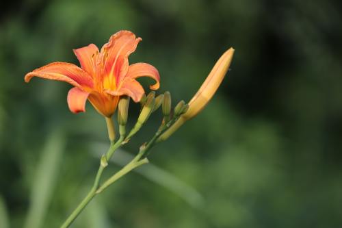 Taglilie (Hemerocallis fulva)
