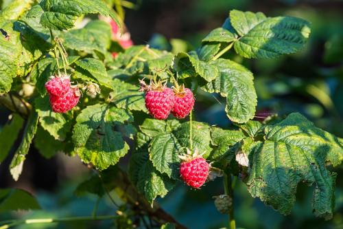 Himbeere (Rubus idaeus)