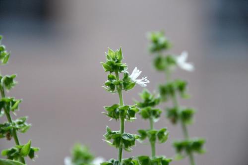 Basilikum (Ocimum basilicum)