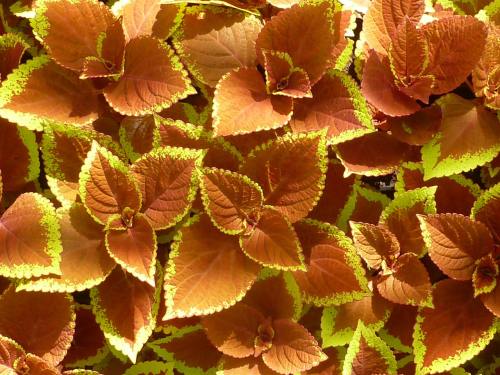 Buntnessel (Coleus scutellarioides)