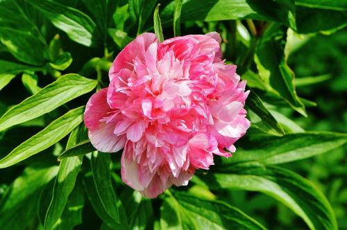 Peonia comune (Paeonia lactiflora)