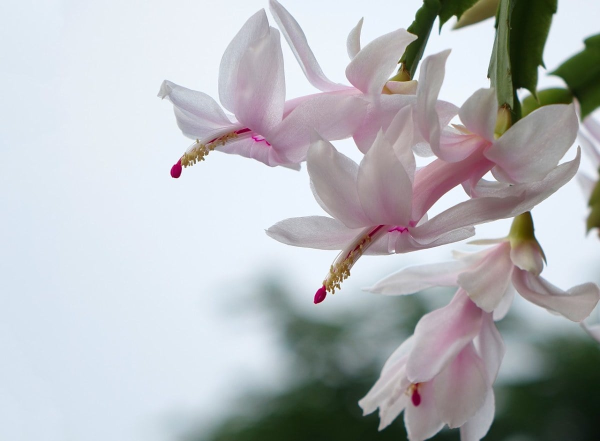 Weihnachtskaktus (Schlumbergera truncata)