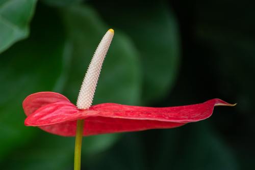 Flamingoblume (Anthurium andraeanum)
