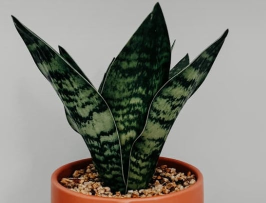 Bogenhanf (Sansevieria trifasciata)