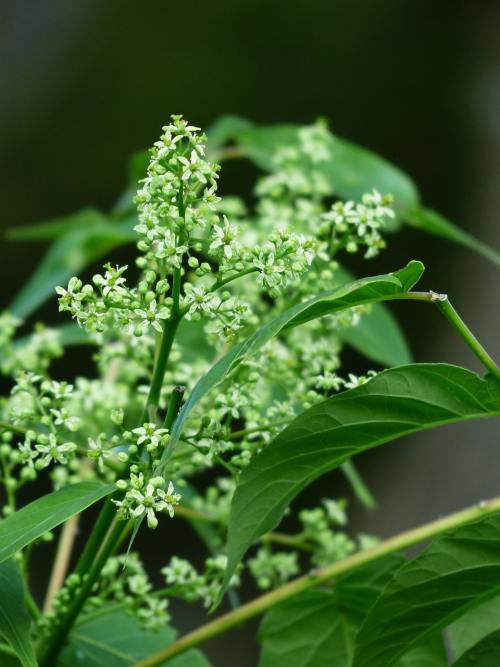 臭椿 (Ailanthus altissima)