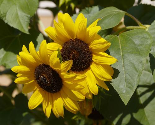 Sonnenblume (Helianthus annuus)
