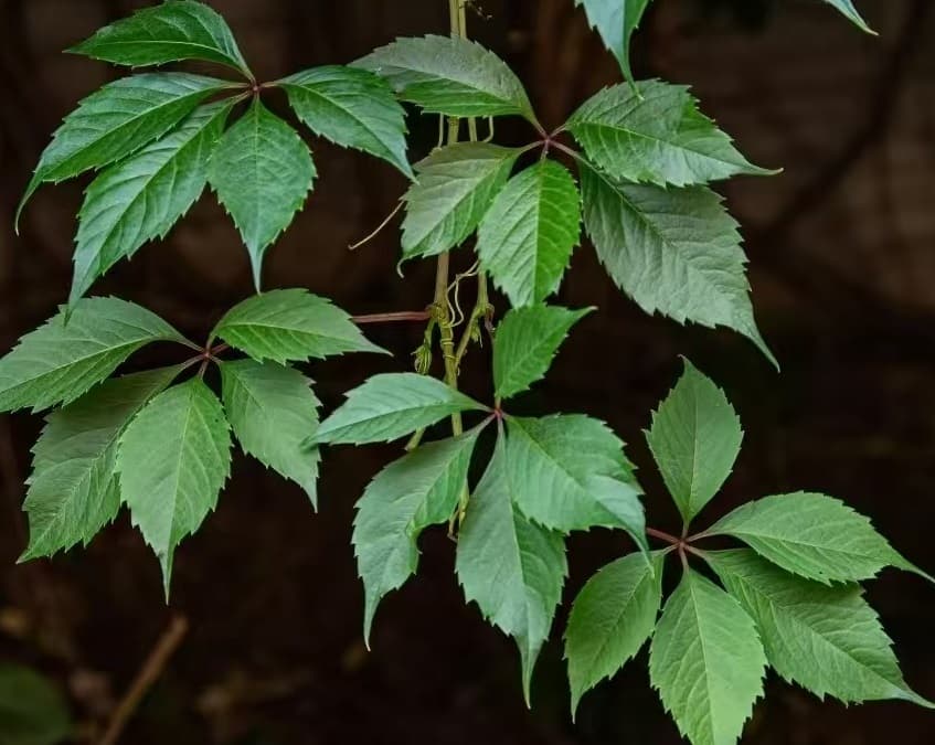 Wilder Wein (Parthenocissus quinquefolia)