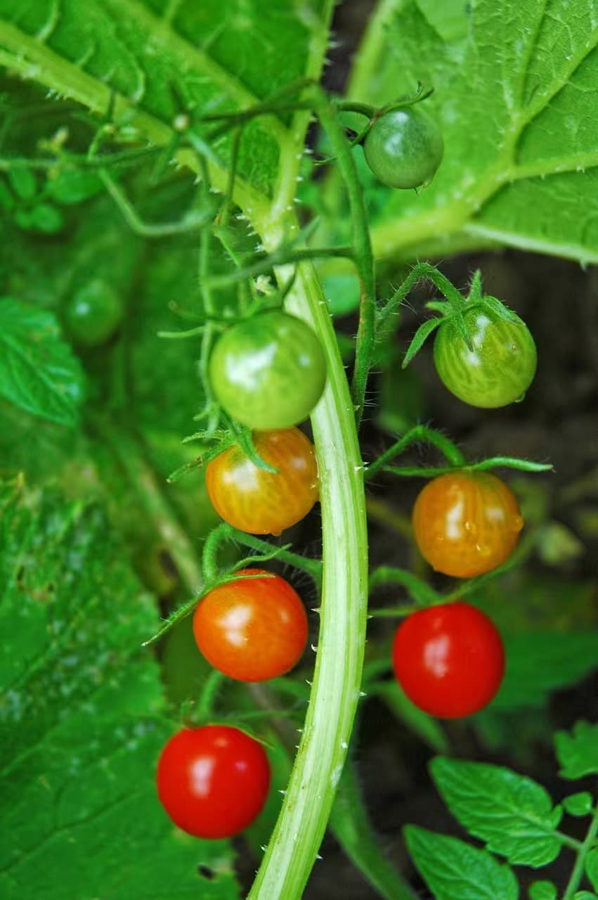 Tomate (Solanum lycopersicum)