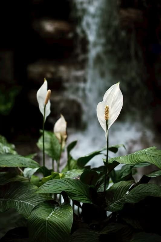 Friedenslilie (Spathiphyllum wallisii)
