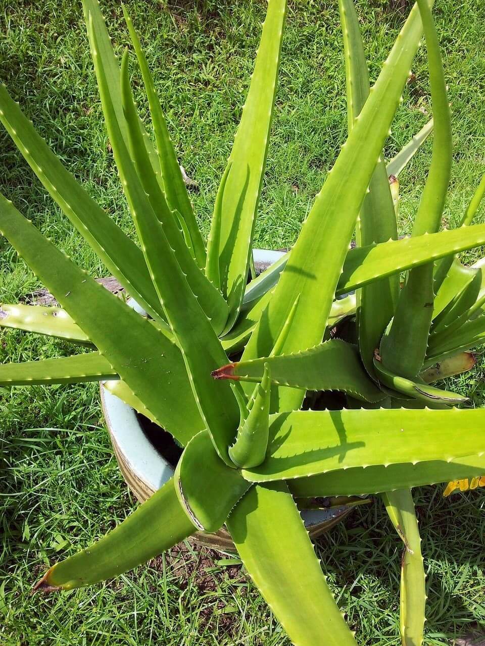 Echte Aloe (Aloe vera)