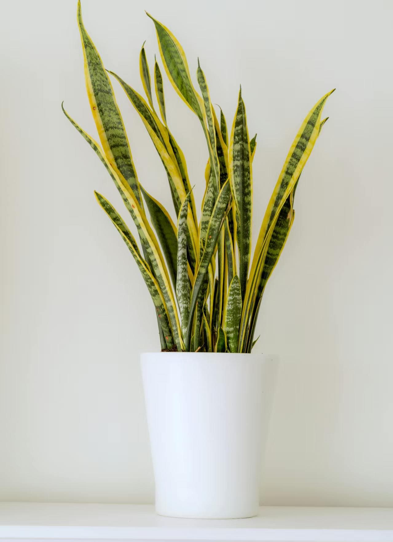 Bogenhanf 'Laurentii' (Sansevieria trifasciata 'Laurentii')