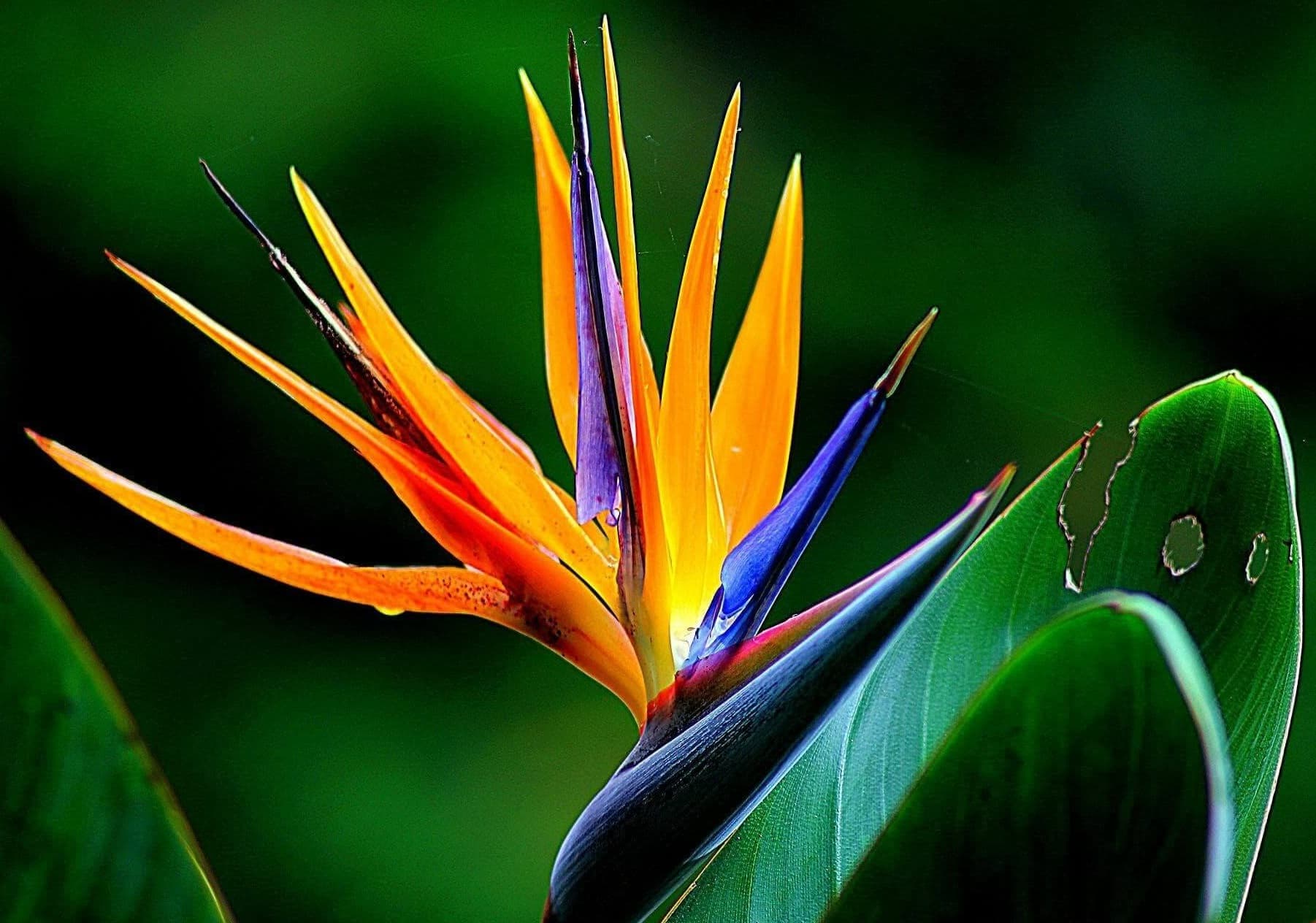 Riesenvogelblume (Strelitzia nicolai)