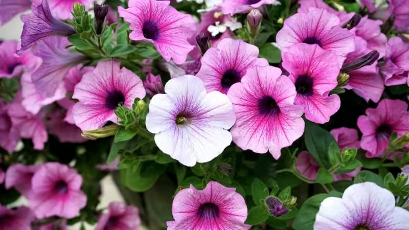 Petunia ibrida (Petunia comune) (Petunia × hybrida)