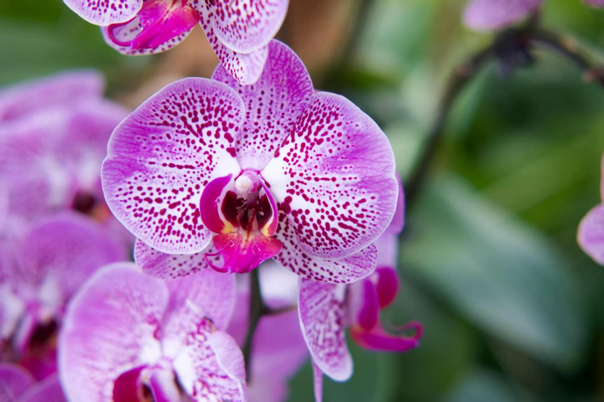 Moth Orchid (Phalaenopsis spp.)