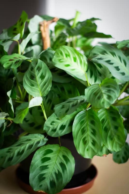 Gebetspflanze (Maranta leuconeura)