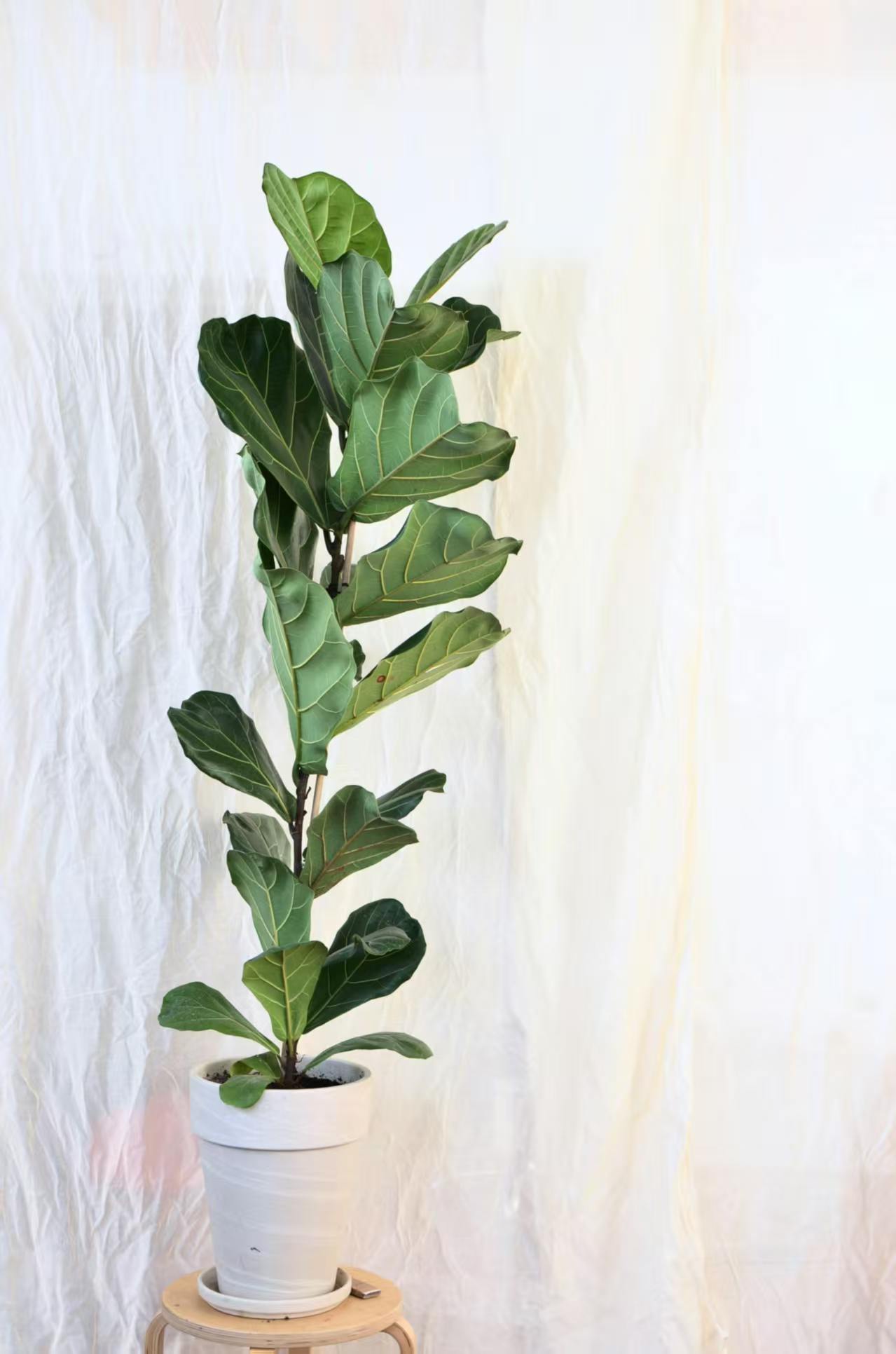 Geigenfeige (Ficus lyrata)