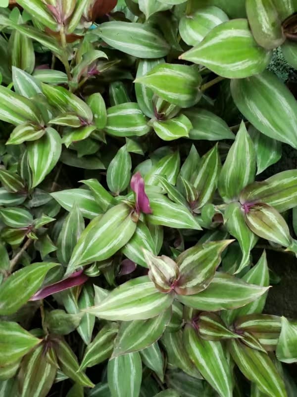 Zebrakraut (Tradescantia zebrina)