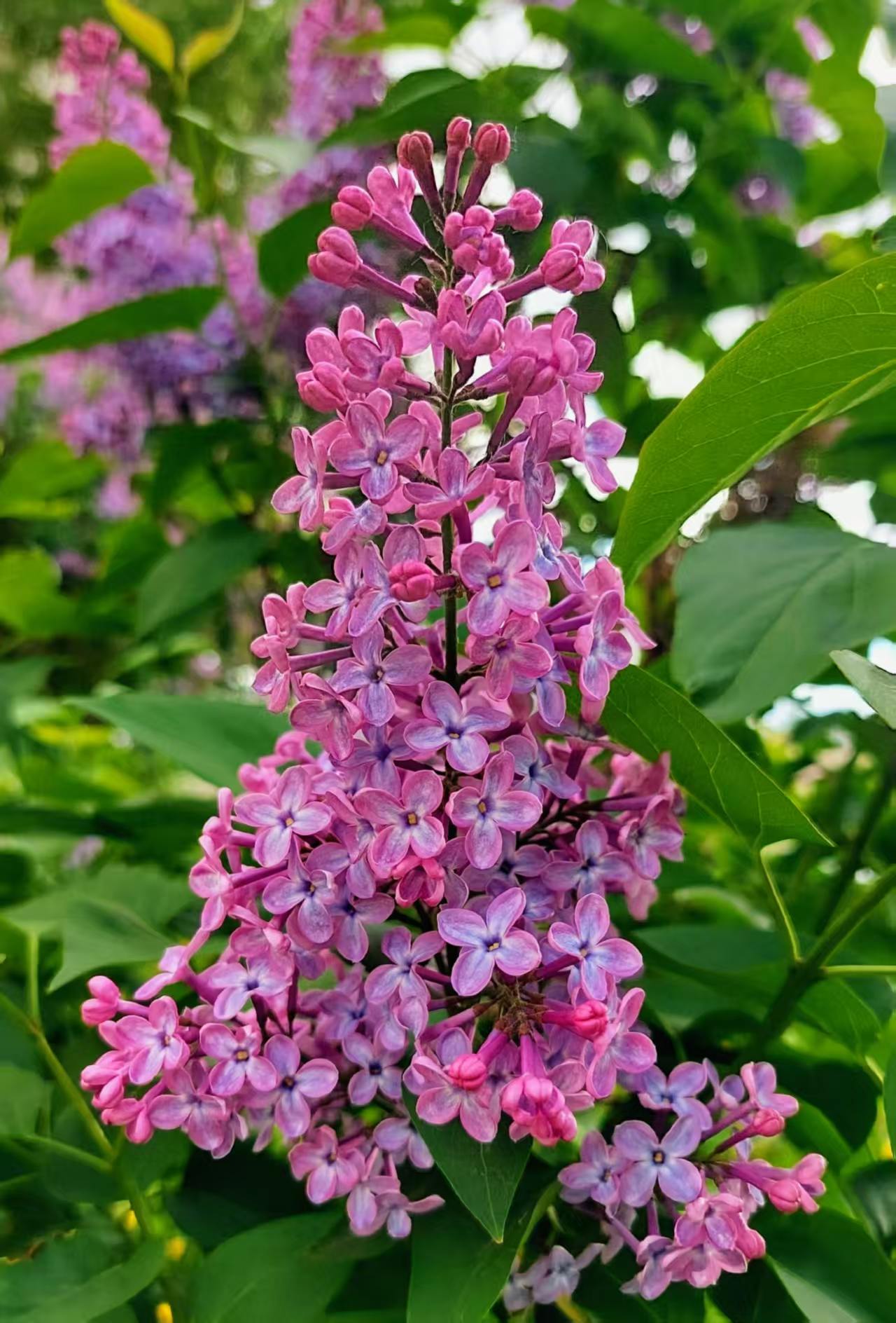 Gewöhnlicher Flieder (Syringa vulgaris)