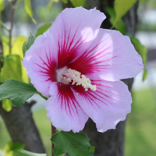 Hibisco siriano (Altea siriana) (Hibiscus syriacus)