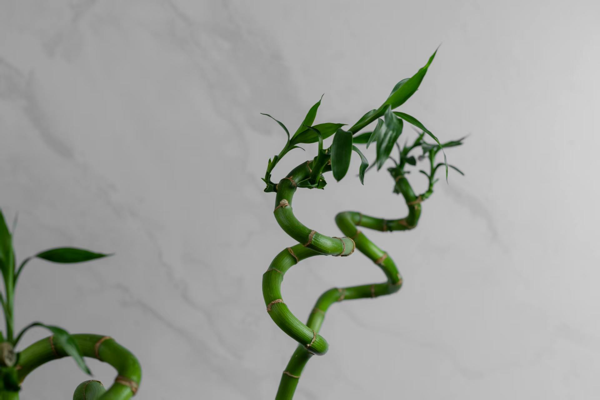 Glücksfeder (Dracaena sanderiana)