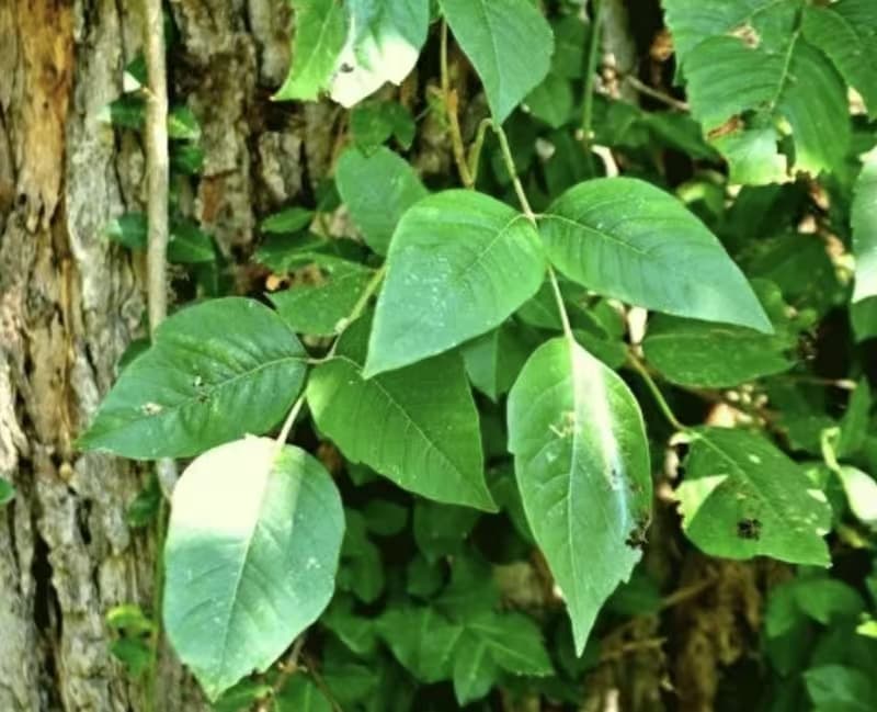 Giftiger Kletter-Sumach (Toxicodendron radicans)