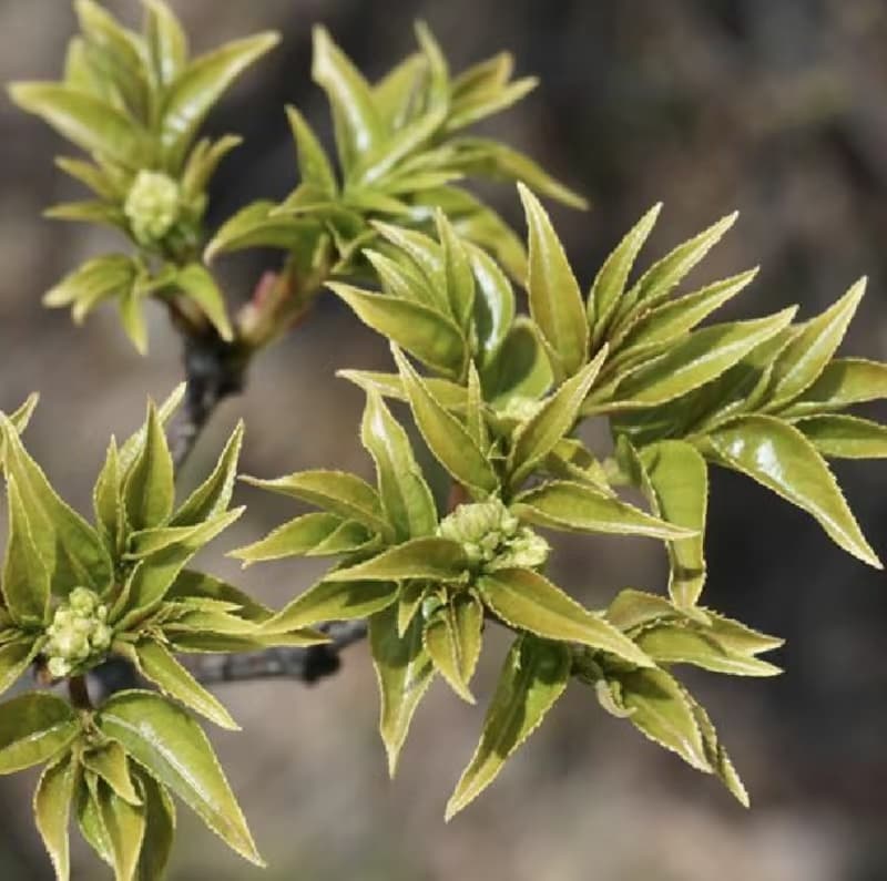 Amerikanische Esche (Fraxinus americana)