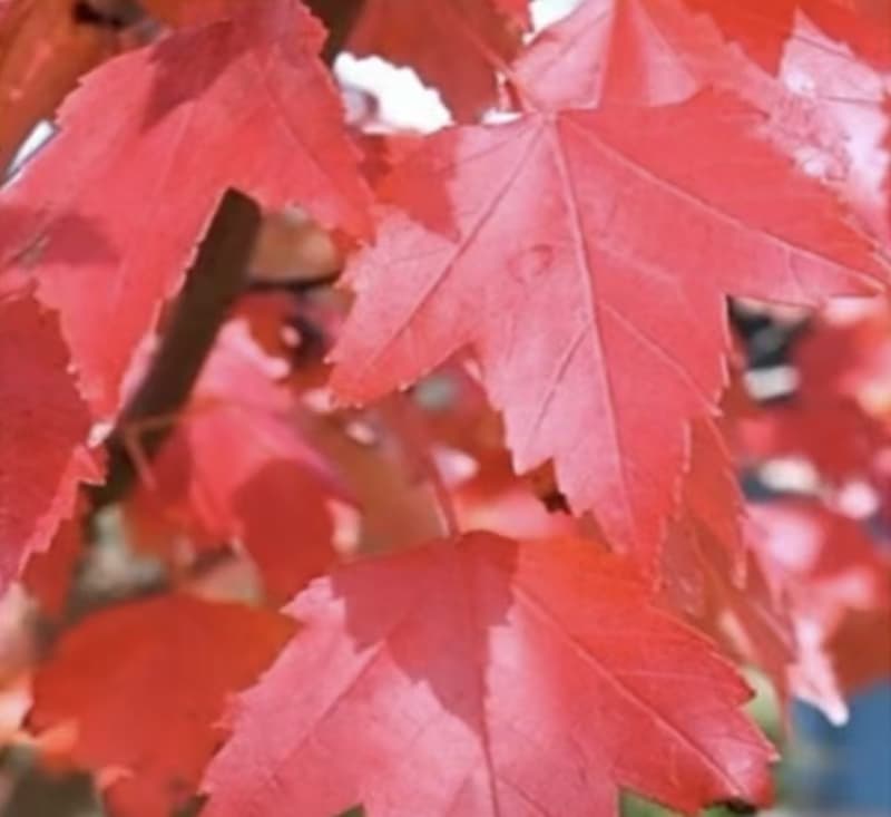 北美紅楓 (Acer rubrum)
