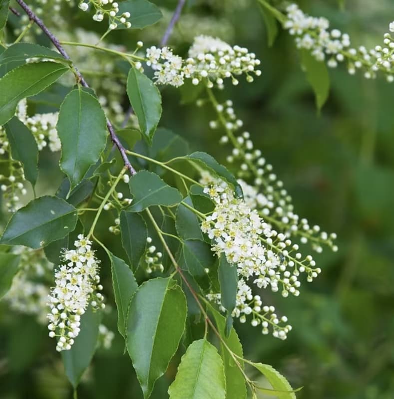 Schwarz-Kirsche (Prunus serotina)