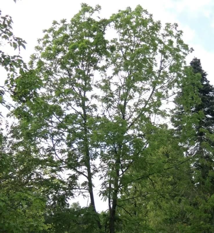 Schwarz-Walnuss (Juglans nigra)