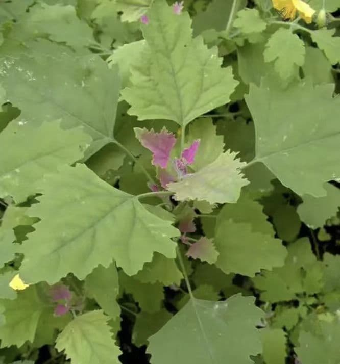 藜 (Chenopodium album)