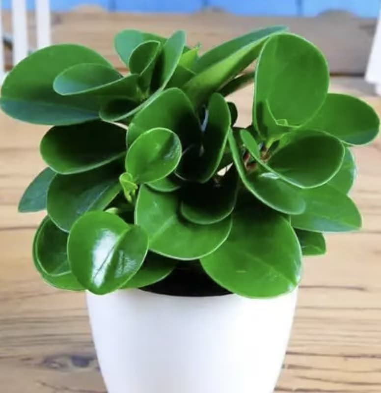 Breitblättrige Pfefferpflanze (Peperomia obtusifolia)