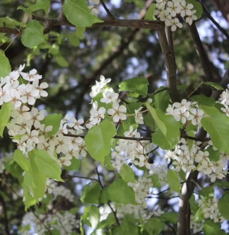 Piro di Callery (Pyrus calleryana)