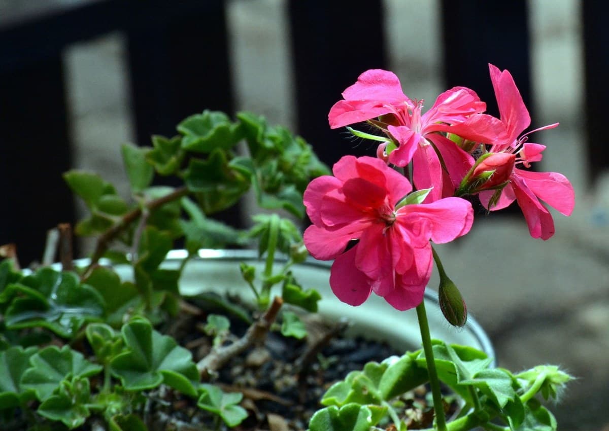 Geranio zonale (Pelargonium zonale)