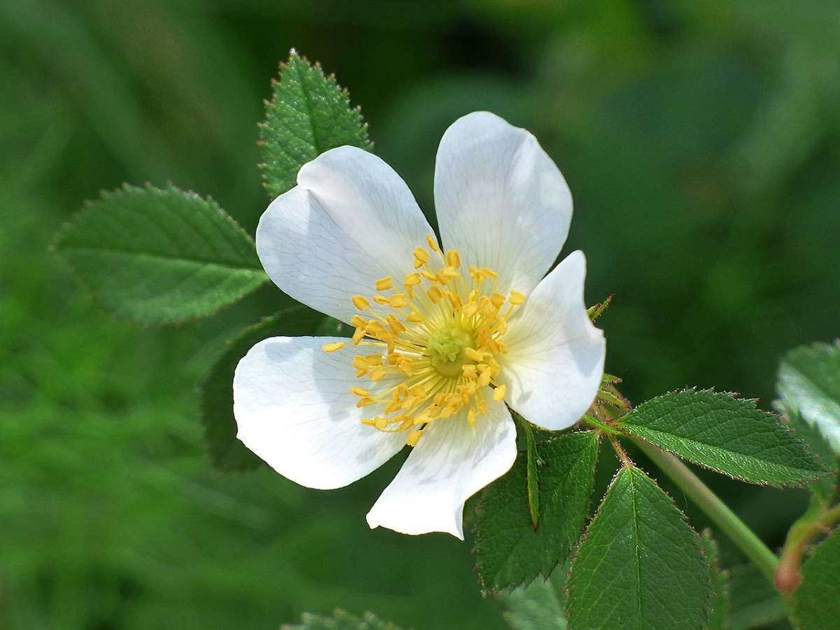 Immergrüne Rose (Rosa sempervirens)