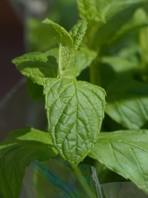 Spitzminze (Grüne Minze) (Mentha spicata)
