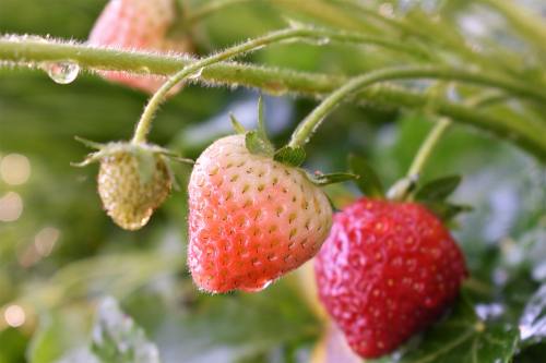 Garten-Erdbeere (Fragaria ananassa)
