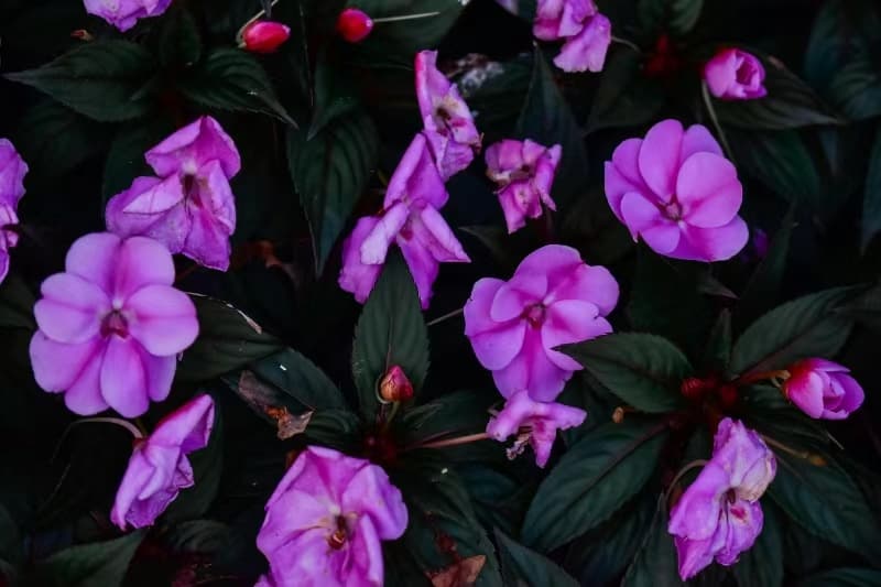 Neuguinea-Springkraut (Impatiens hawkeri)