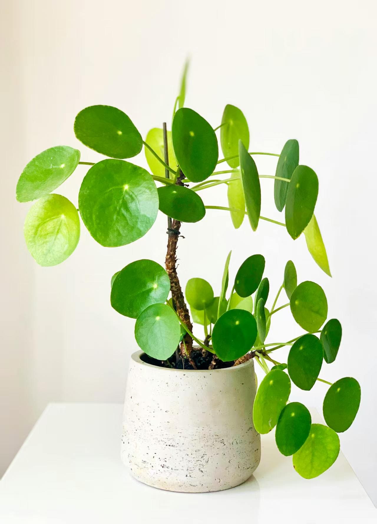 Pilea cinese (Pilea peperomioides)