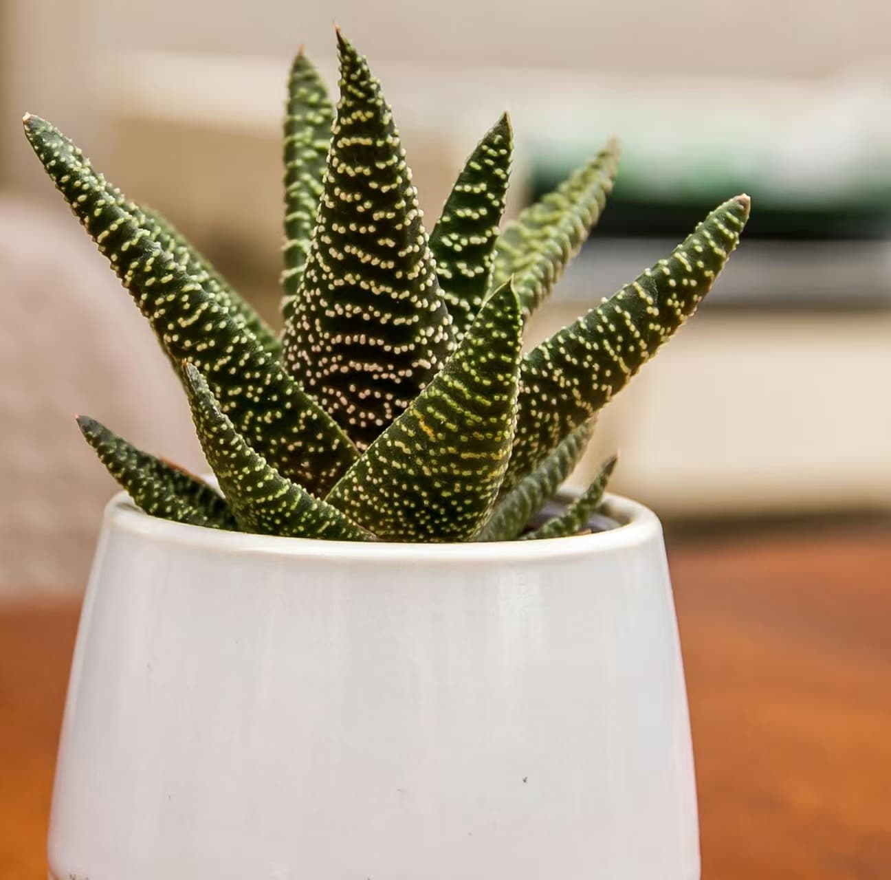 Zebra Haworthia (Haworthia spp.)