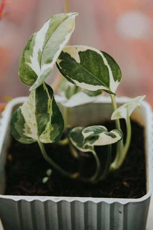 Efeutute 'N-joy' (Epipremnum aureum ‘N’Joy’)
