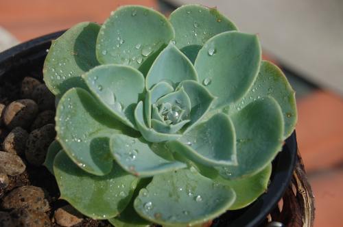 Hen and Chicks (Echeveria spp.)