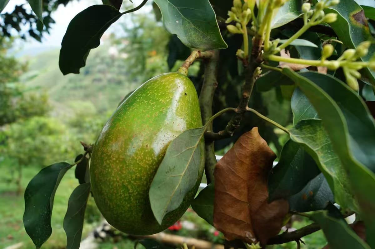 Avocado (Albero dell'Avocato) (Persea americana)