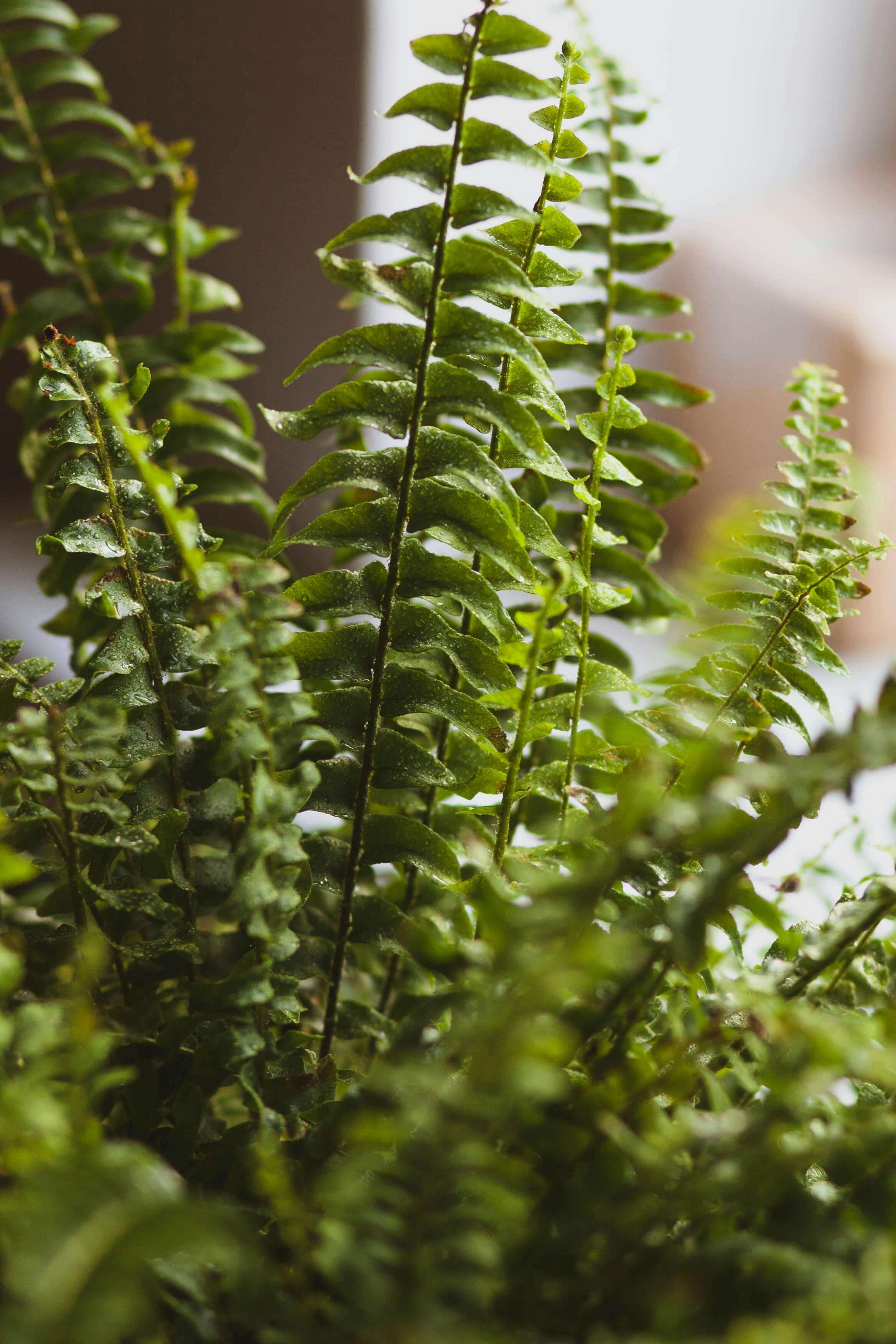 Boston-Farn (Nephrolepis exaltata 'Bostoniensis')