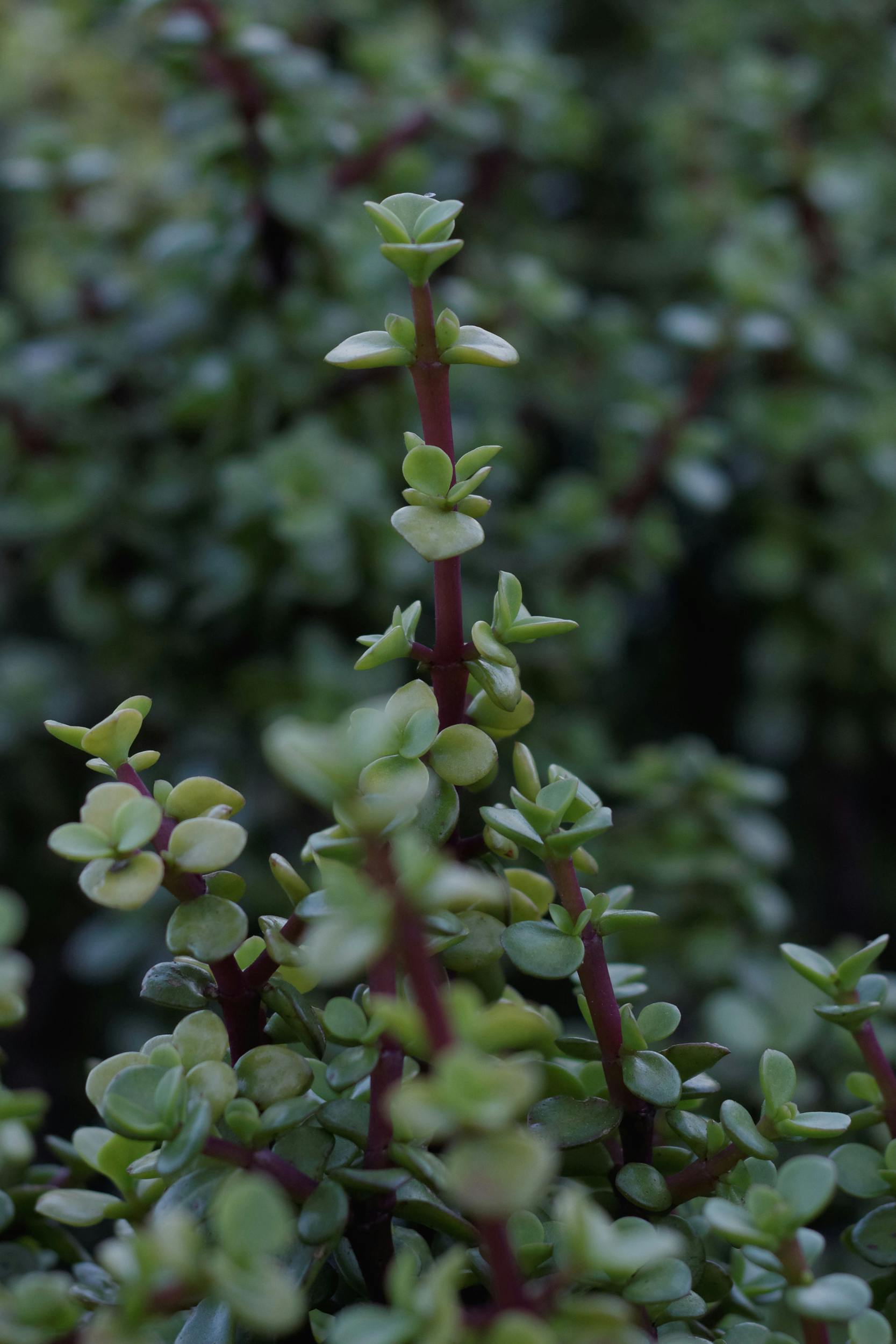 Elefantenbusch (Portulacaria afra)