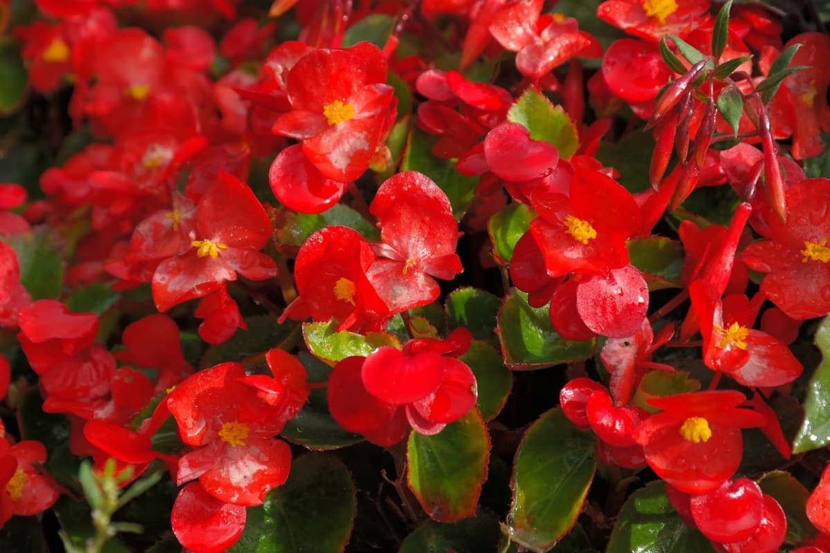 Sommerbegonie (Begonia (Semperflorens Cultorum Group))