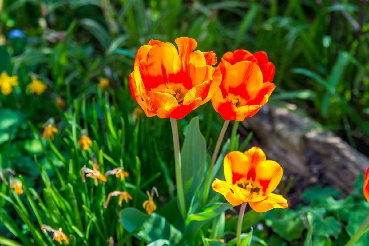 Garten-Tulpe (Tulipa gesneriana)