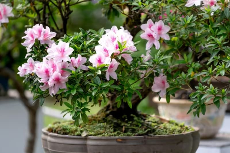 Zimmeralpenrose (Rhododendron simsii)